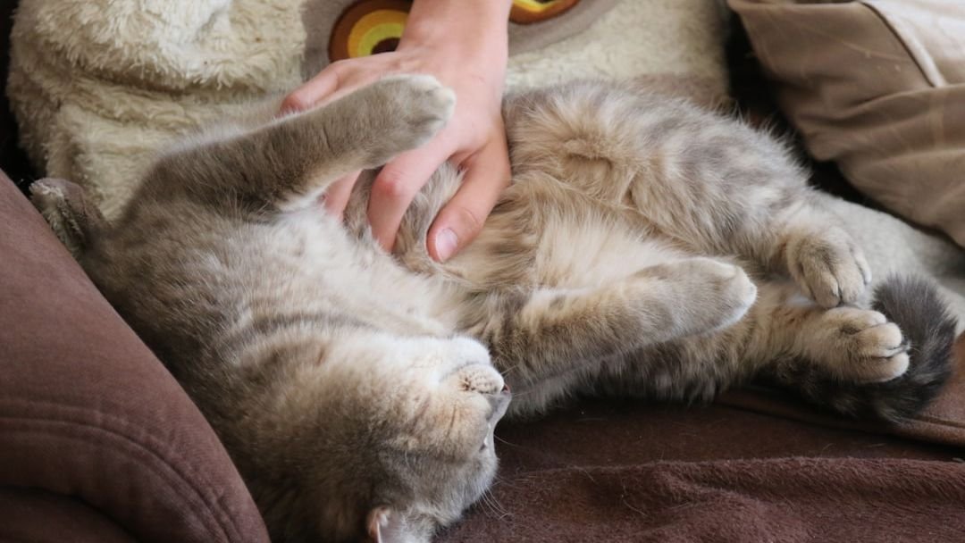 10 Things Your Cat Does That Show They Love Your Home (And 5 Signs They're Bored)