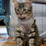 9 Signs Your Cat Is a Happy Housemate (And 6 Habits That Might Stress Them Out)
