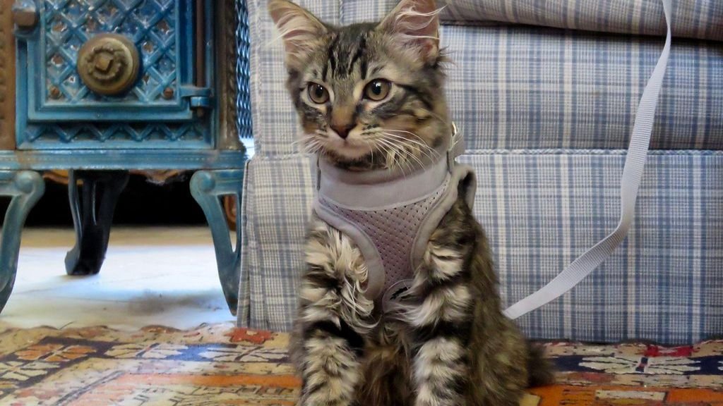 9 Signs Your Cat Is a Happy Housemate (And 6 Habits That Might Stress Them Out)