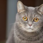 When Your Cat 'Talks' with Their Eyes: 7 Gaze Meanings (And 5 Blinks That Mean 'I Love You')