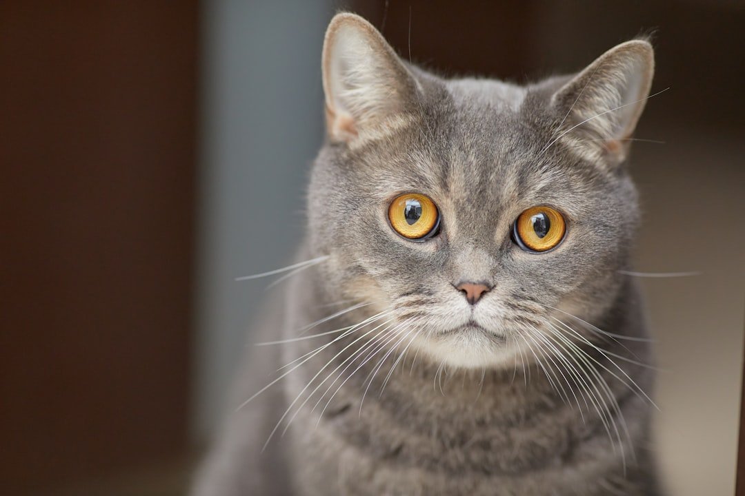 When Your Cat 'Talks' with Their Eyes: 7 Gaze Meanings (And 5 Blinks That Mean 'I Love You')