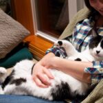 10 Reasons Your Cat Chooses Your Lap (And 5 Times They Prefer Their Own Space)