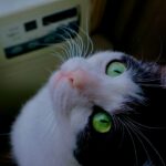 10 Surprising Things Your Cat Learns From You (And 5 Habits They Never Pick Up)