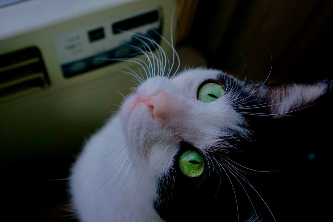 10 Surprising Things Your Cat Learns From You (And 5 Habits They Never Pick Up)