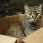 9 Reasons Your Cat Loves Cardboard Boxes (And 5 Alternatives They'll Enjoy Too)