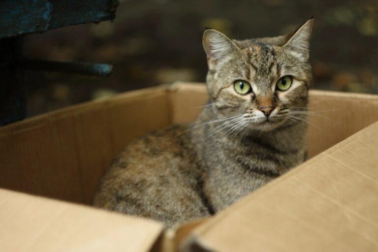 9 Reasons Your Cat Loves Cardboard Boxes (And 5 Alternatives They'll Enjoy Too)