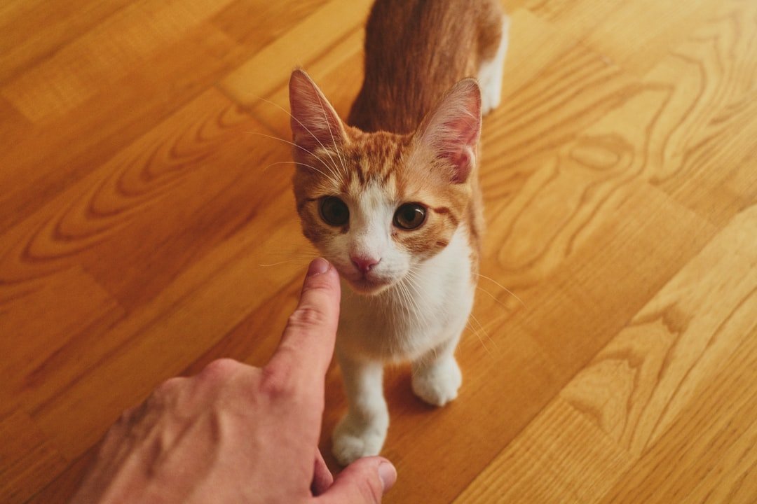 7 Ways Your Cat Shows You're Their Protector (And 8 Instincts That Keep Them Safe)