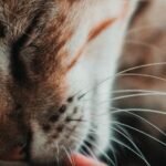 9 Common Cat Habits That Are Actually Good for Their Health