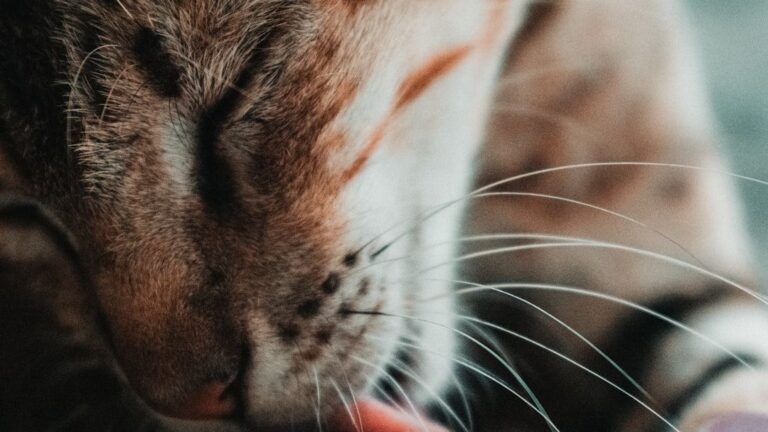 9 Common Cat Habits That Are Actually Good for Their Health