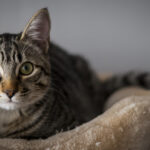 What Your Cat Really Means When They 'Help' You With Chores
