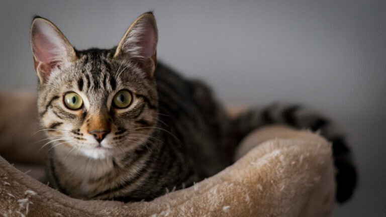 What Your Cat Really Means When They 'Help' You With Chores