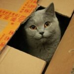 Why Do Cats Always Choose the Smallest Box?