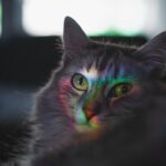Do Cats Really See Ghosts? Unraveling Their Mysterious Stares