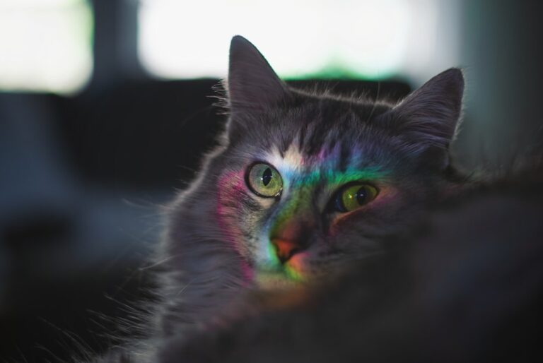 Do Cats Really See Ghosts? Unraveling Their Mysterious Stares