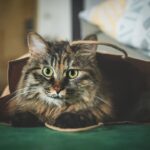 9 Common Household Items Your Cat Secretly Loves to Play With