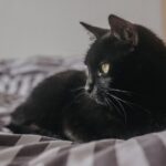 8 Signs Your Cat Might Be a Secret Introvert (And How to Respect Their Space)