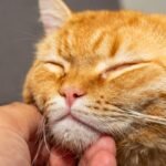 10 Signs Your Cat is a Happy & Content Companion
