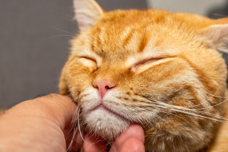 10 Signs Your Cat is a Happy & Content Companion