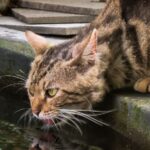 7 Reasons Why Your Cat Might Be a Secret Water Lover