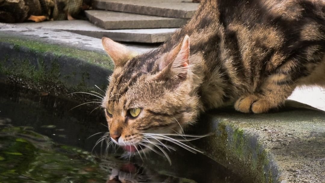 7 Reasons Why Your Cat Might Be a Secret Water Lover