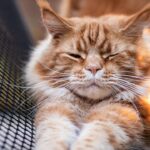 Why Do Cats Knead?