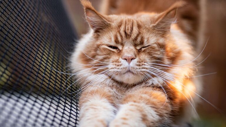 Why Do Cats Knead?