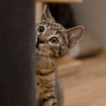 How to Build Trust With a Shy or Nervous Cat