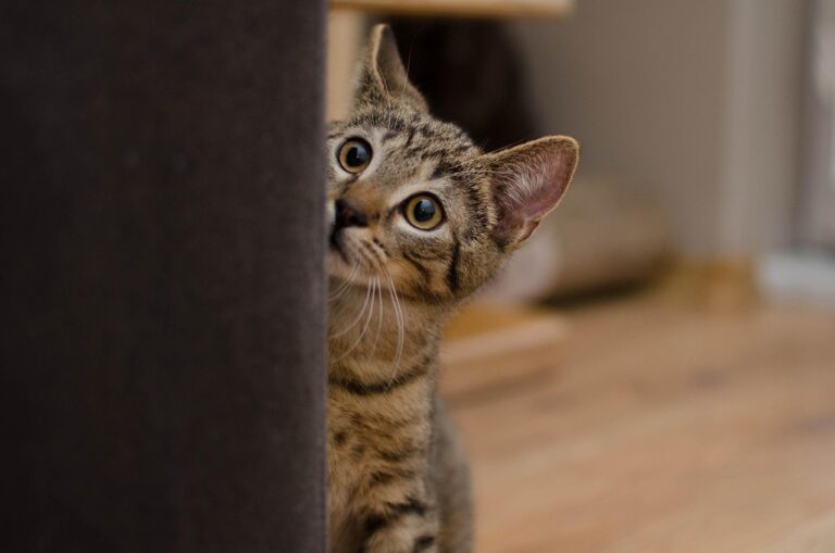 How to Build Trust With a Shy or Nervous Cat
