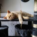 Your Cat's Favorite Napping Spots and What They Reveal About Their Mood