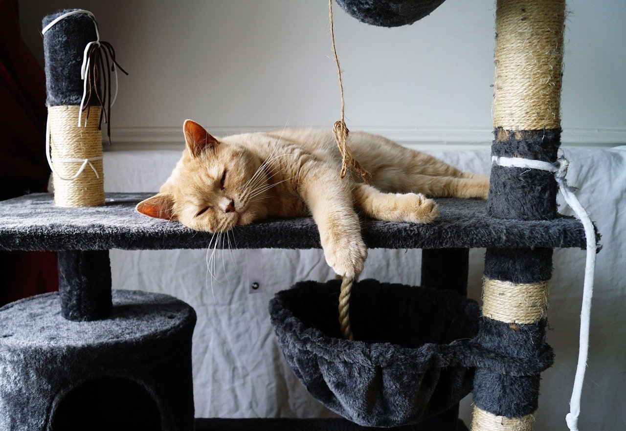Your Cat's Favorite Napping Spots and What They Reveal About Their Mood
