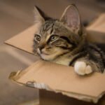 The Surprising Reason Your Cat Prefers Cardboard Boxes Over Luxury Beds