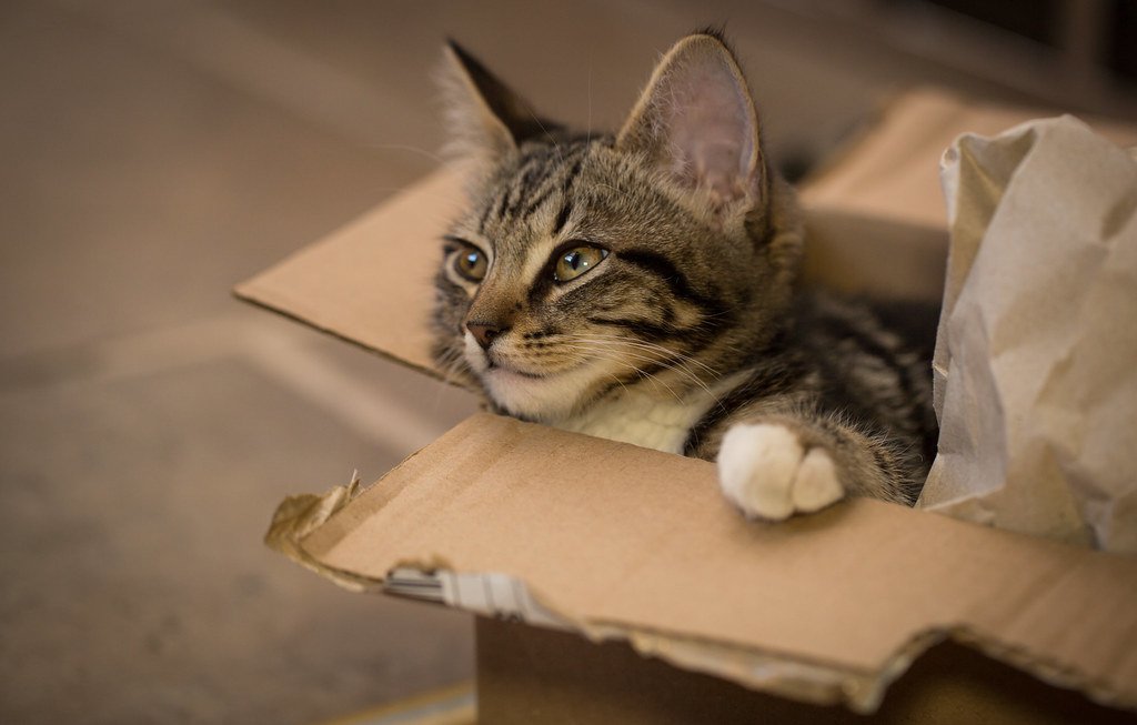 The Surprising Reason Your Cat Prefers Cardboard Boxes Over Luxury Beds