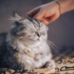 9 Clever Ways Cats Train Their Humans Without Them Even Knowing