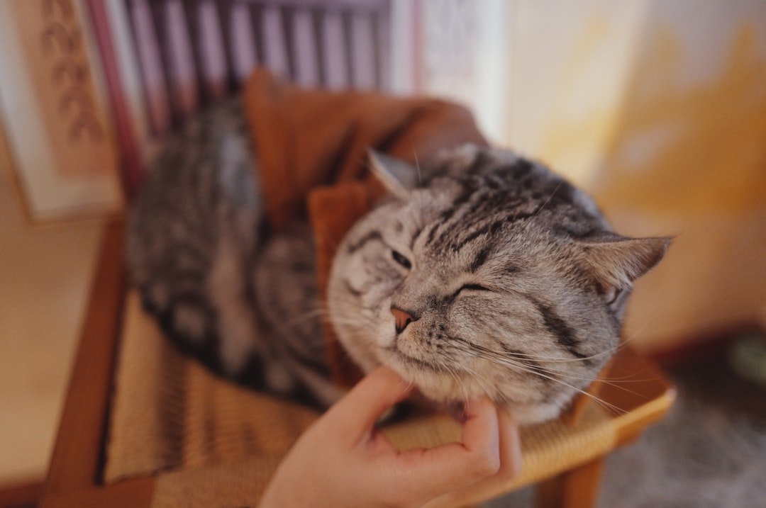 Why Your Cat's Purr Is More Than Just a Sign of Happiness