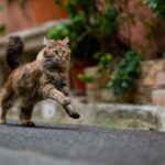 12 Surprising Things Your Cat Loves That You Might Not Know