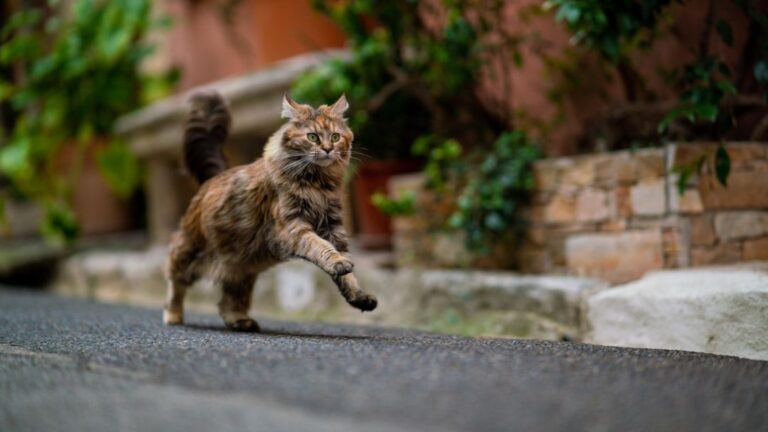 12 Surprising Things Your Cat Loves That You Might Not Know