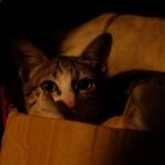 The Unspoken Rules of Cat Etiquette Every Owner Should Know