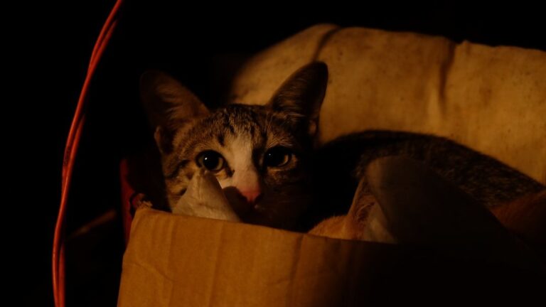 The Unspoken Rules of Cat Etiquette Every Owner Should Know