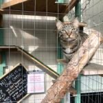 How to Create the Perfect Outdoor Space for Your Indoor Cat