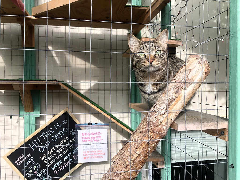 How to Create the Perfect Outdoor Space for Your Indoor Cat