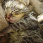 Your Cat's Dreams: What They Really Mean When They Twitch and Purr in Their Sleep