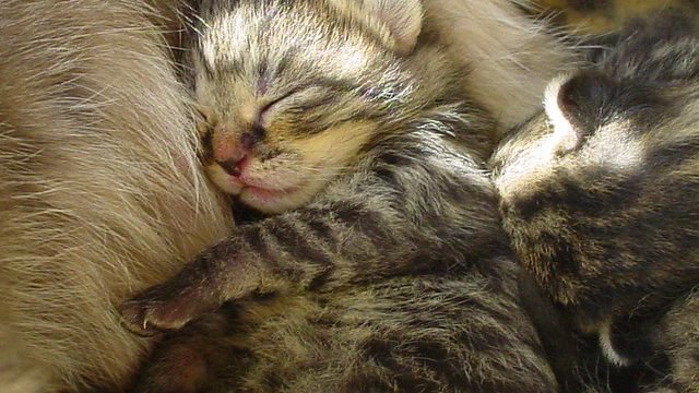 Your Cat's Dreams: What They Really Mean When They Twitch and Purr in Their Sleep