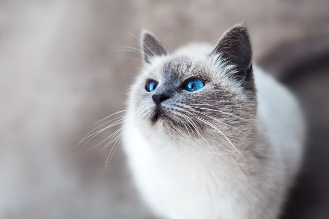 5 Myths About Cat Behavior That Are Simply Not True