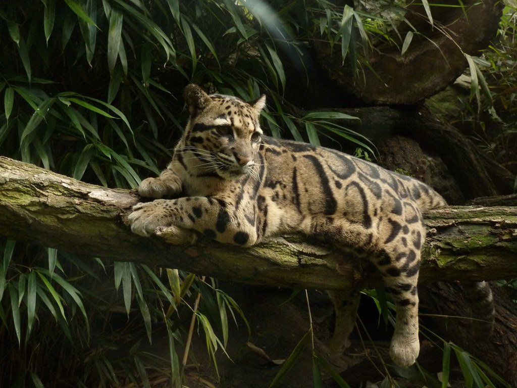 What Makes the Clouded Leopard a Master of the Trees