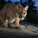 5 US States With the Most Mountain Lions