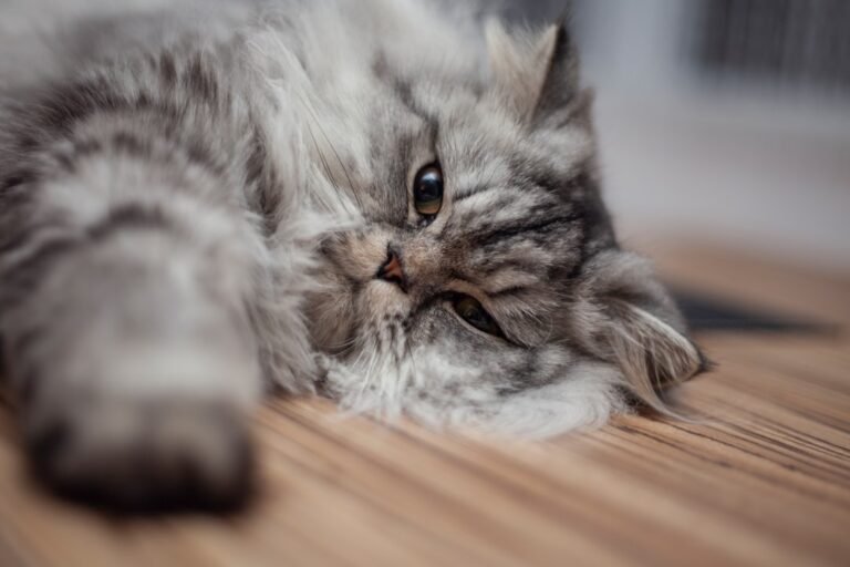 11 Ways to Tell if Your Cat is Secretly Stressed (And How to Help)