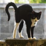 Why Do Cats Arch Their Back