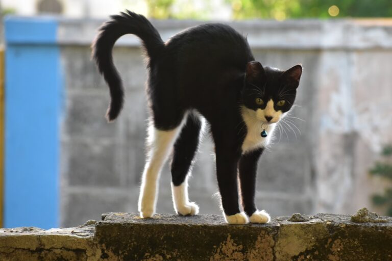 Why Do Cats Arch Their Back