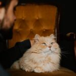 Are You Speaking Your Cat's Love Language Effectively?