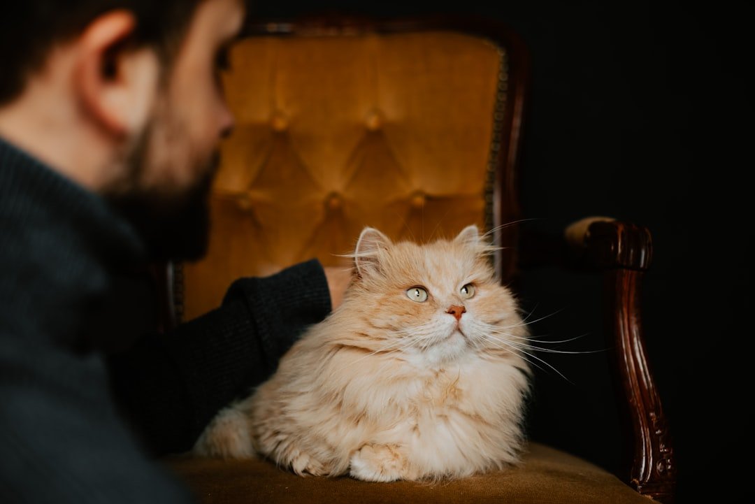Are You Speaking Your Cat's Love Language Effectively?